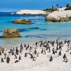 Kolonia pingwinów na piaszczystej plaży w RPA. Czy wiesz, jaka jest waluta w RPA? To rand.