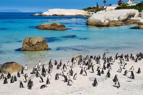Kolonia pingwinów na piaszczystej plaży w RPA. Czy wiesz, jaka jest waluta w RPA? To rand.